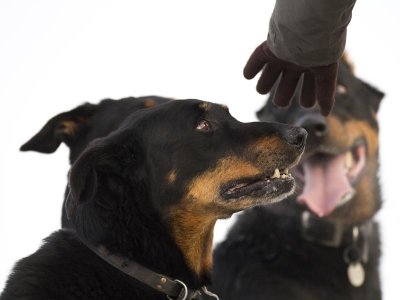 Beauceron