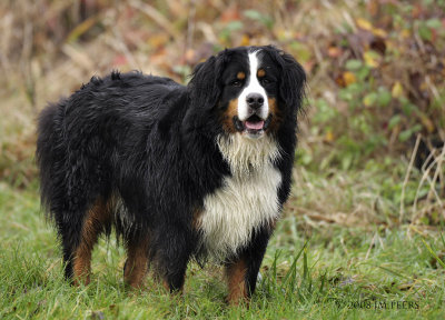 Bernese Mountain Dog - Bouvier bernois