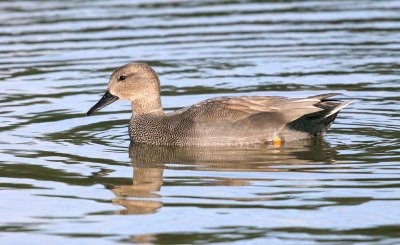 Anas strepera - Canard chipeau - Gadwall