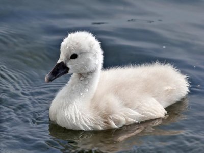 Cygnus olor - Cygne tubercul - Mute Swan