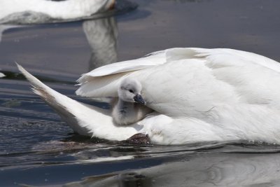 Cygnus olor - Cygne tubercul - Mute Swan