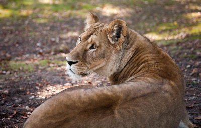 Panthera leo