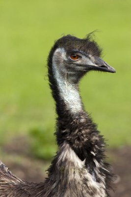 Emeu, Emu, Dromaius novae hollandiae