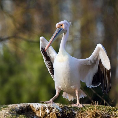 Pélican blanc, Great White Pelican , Pelecanus onocrotalus