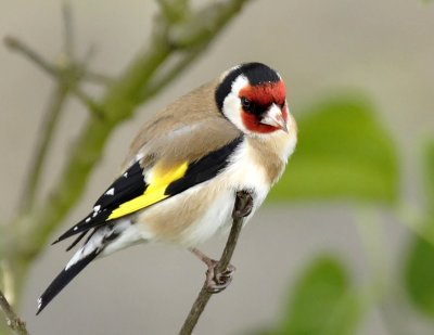 Carduelis carduelis - Chardonneret lgant - Goldfinch