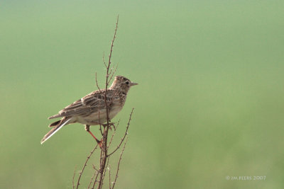 Alauda arvensis - Alouette des champs - Eurasian Skylark