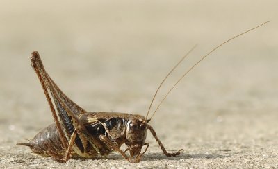 Pholidoptera griseoaptera