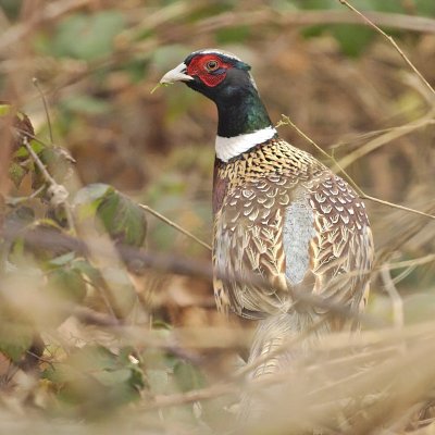 Phasianus colchicus