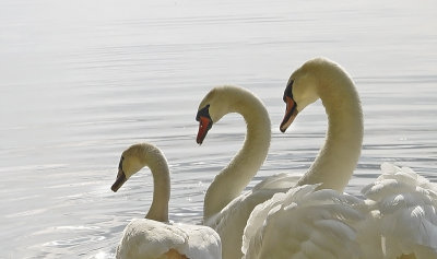 Cygnus olor - Cygne tuberculé - Mute Swan