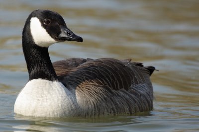 Branta Canadensis