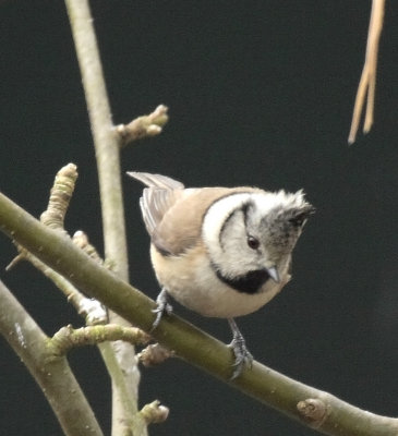 Parus cristatus - Msange huppe - Crested Tit