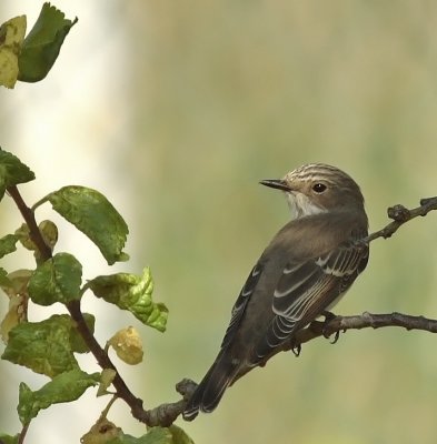 Muscicapa striata - Gobe-mouche gris - Spotted Flycatcher