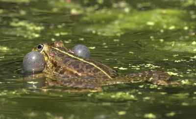 Rana esculenta