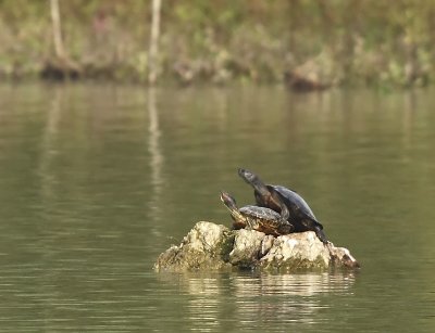 Trachemys scripta elegans