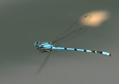 Coenagrion puella