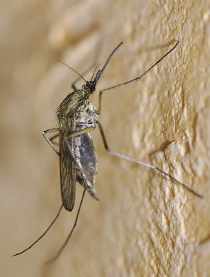 Culex pipiens