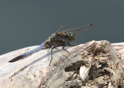 Orthetrum cancellatum