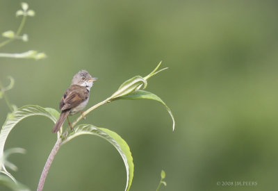 Sylvia communis - Fauvette grisette - Common Whitethroat