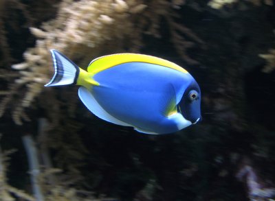 Aquarium 1, 2008