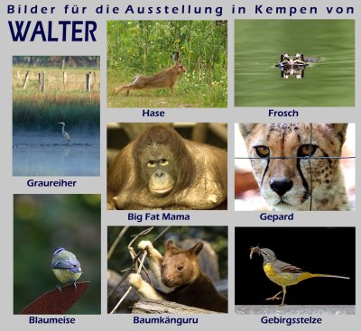 Die Bilder von Walter