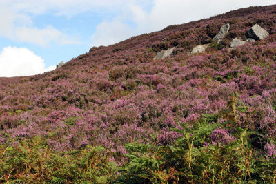 Heather ..up close, Wicklow Way, County Wicklow