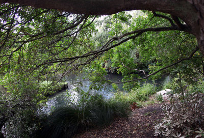 Avon River - Backwater View, Christchurch