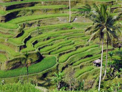 Rice Terraces, Tegallalang