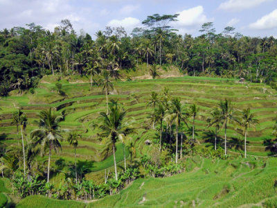 Rice Terraces, Tegallalang