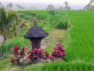 Shrine in Rice Field, Jatiluwih