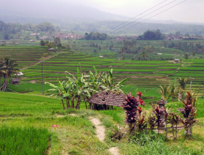 Rice Terraces, Jatiluwih