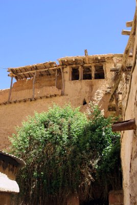 Moses' Bush, St Catherine's Monastery, Mt. Sinai