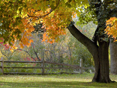 Fall