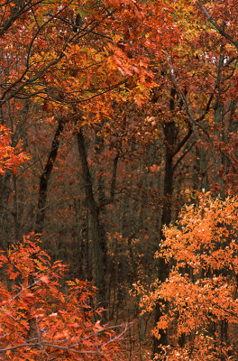 Fall Woods