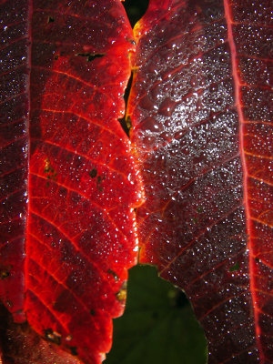 Sumac Leaves #2