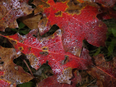 Oak Leaves #1