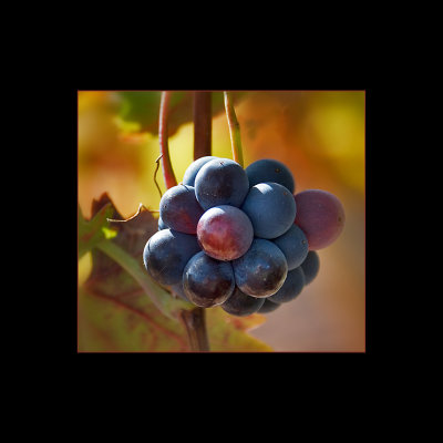 Autumn in La Rioja 8