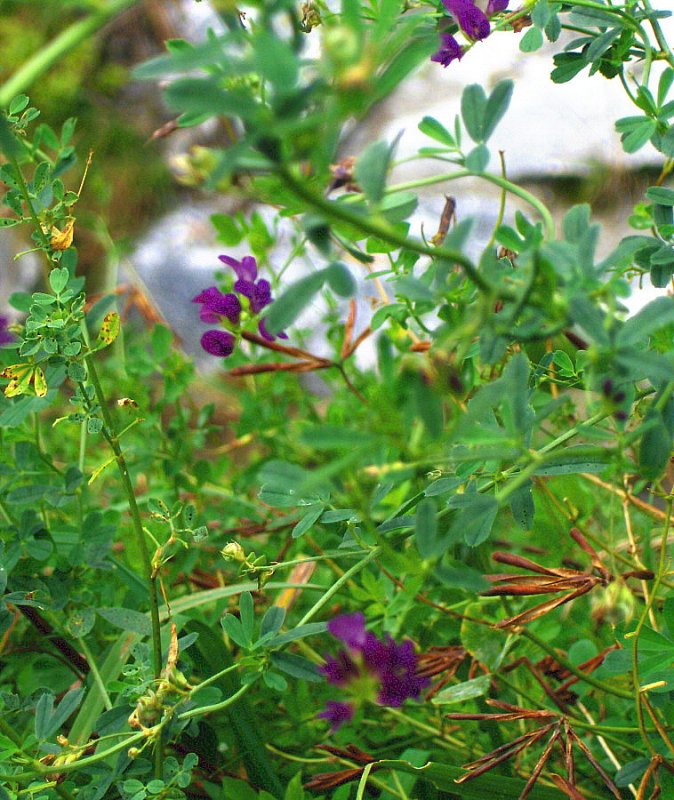 PURPLE VETCH