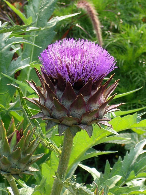 A GIANT THISTLE   749
