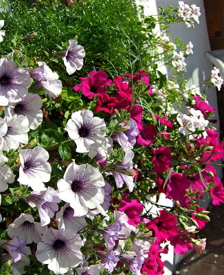 PETUNIAS AT B&B