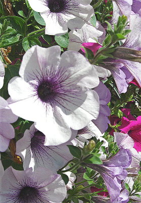 PETUNIAS AT B&B . 1