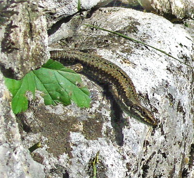 LIZARD IN CHURCHYARD WALL