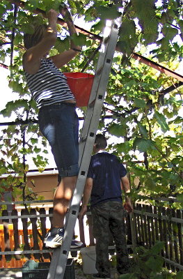 HARVESTING THE GRAPES