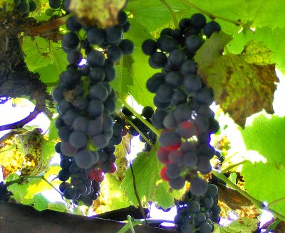 THE GRAPES ON THE BALCONY