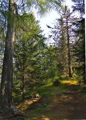 THE PEAK'S FOREST TRAIL