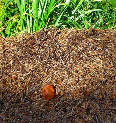 A BUSY NEST OF TERMITES