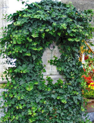 IVY CLAD GRAVESTONE