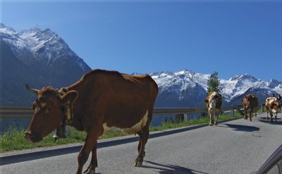 COWS ON THE HINTERWALD PASS