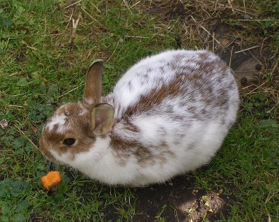 RABBIT AT THE GERNALM FARM