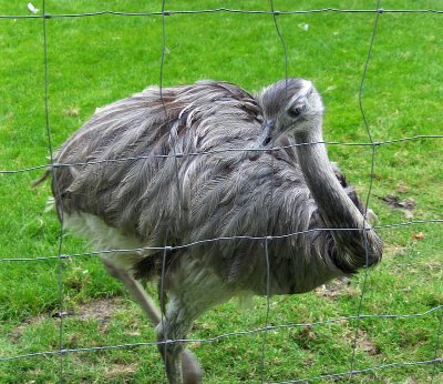 YOUNG OSTRICH