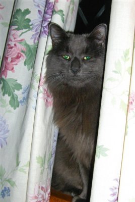HUH! ....YOU FOUND ME